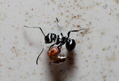 Polyrhachis clio