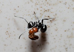 Polyrhachis clio