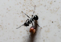 Polyrhachis clio