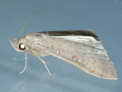 Rhapsa suscitatalis