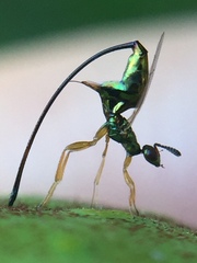 Sycoscapter australis