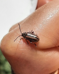 Disonycha bicarinata