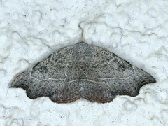 Laspeyria concavata