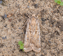 Agrotis ripae