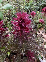 Pedicularis densiflora