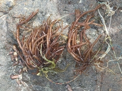 Gracilariaceae