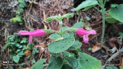 Salvia dorisiana