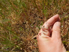 Thysanocarpus radians