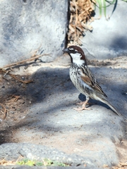 Passer hispaniolensis