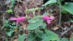 Salvia dorisiana