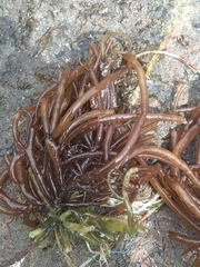 Gracilariaceae