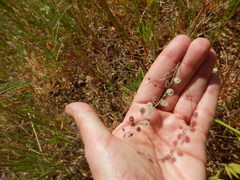 Thysanocarpus radians