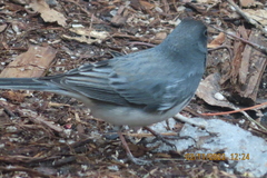 Junco hyemalis