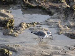 Calidris alba