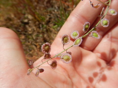 Thysanocarpus radians