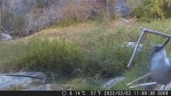 Ochetorhynchus melanurus