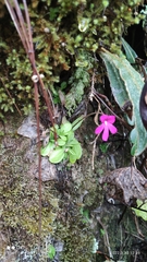 Pinguicula mesophytica