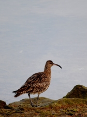 Numenius phaeopus