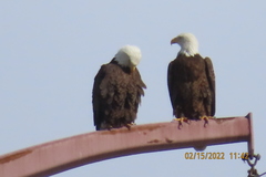 Haliaeetus leucocephalus