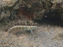 Parapercis australis