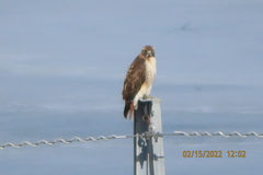Buteo jamaicensis