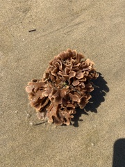 Pherusella brevituba