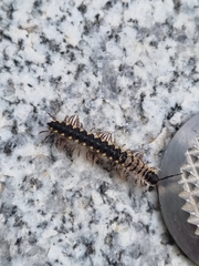 Chondromorpha xanthotricha