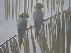 Ognorhynchus icterotis