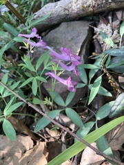 Corydalis yanhusuo