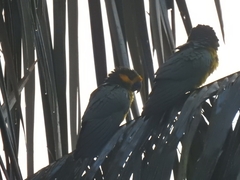 Ognorhynchus icterotis