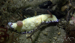 Goniobranchus aureopurpureus