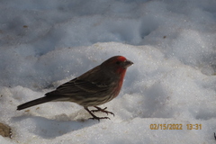 Haemorhous mexicanus