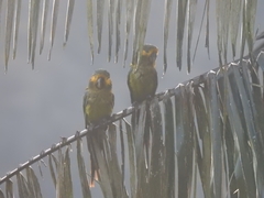 Ognorhynchus icterotis