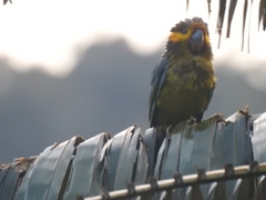 Ognorhynchus icterotis