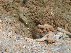 Ctenogobiops aurocingulus