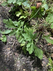 Sanicula hoffmannii