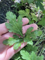 Sanicula hoffmannii