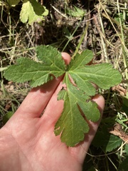 Sanicula hoffmannii