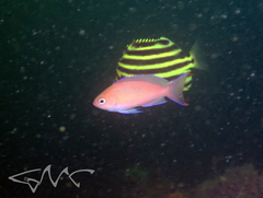 Pseudanthias rubrizonatus