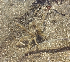 Pyromaia tuberculata