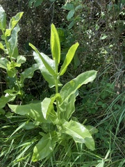 Acourtia microcephala