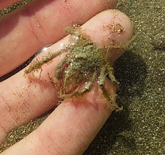 Pyromaia tuberculata