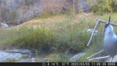 Ochetorhynchus melanurus