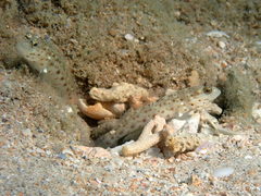 Ctenogobiops aurocingulus