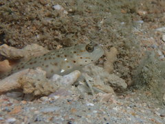 Ctenogobiops aurocingulus