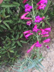 Penstemon × parishii