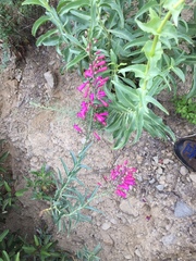 Penstemon × parishii