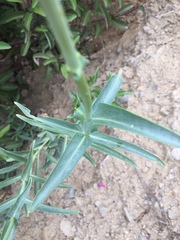 Penstemon × parishii