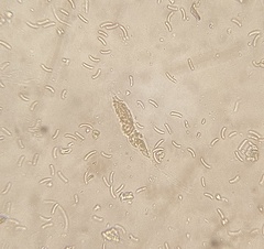 Cryptovalsa prominens