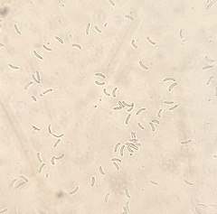 Cryptovalsa prominens